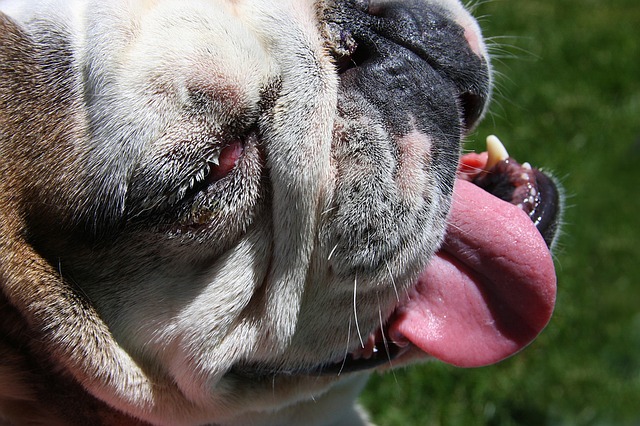 Bulldogs and the Health Issues they Face