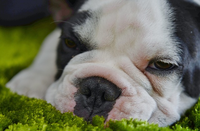 The Right Type of Food for Small Dogs